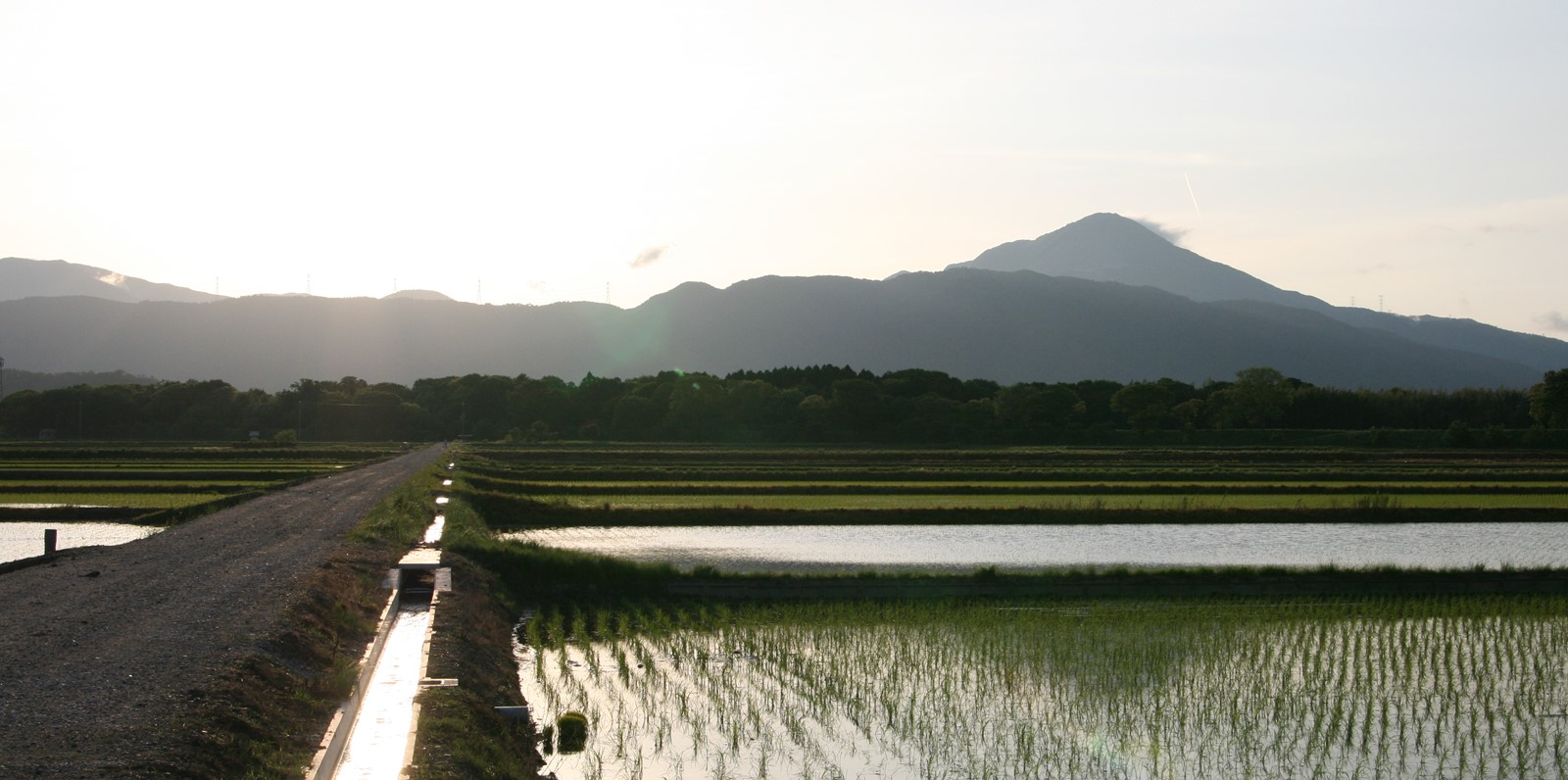 shiga_category